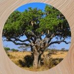Sausage Tree Lotion discount code
